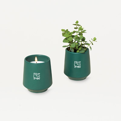 Bull Modern Sprout® Rooted Candle